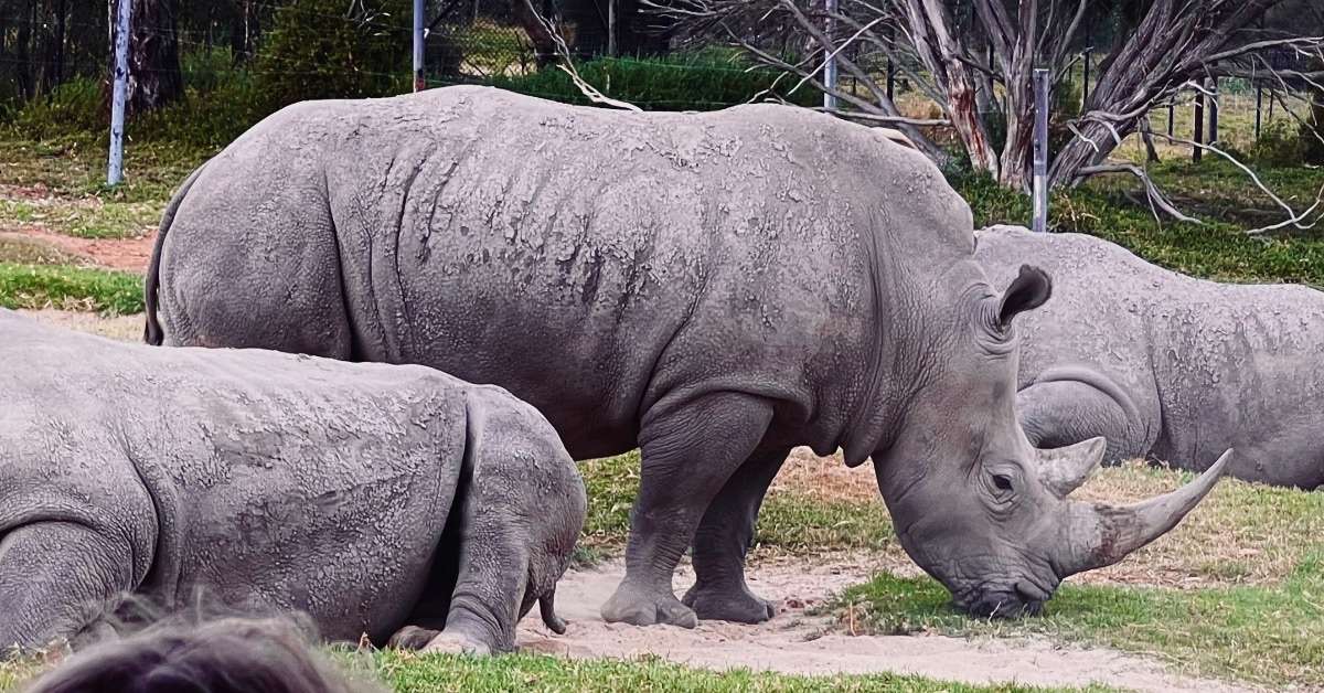 Cos’s Travel Guide