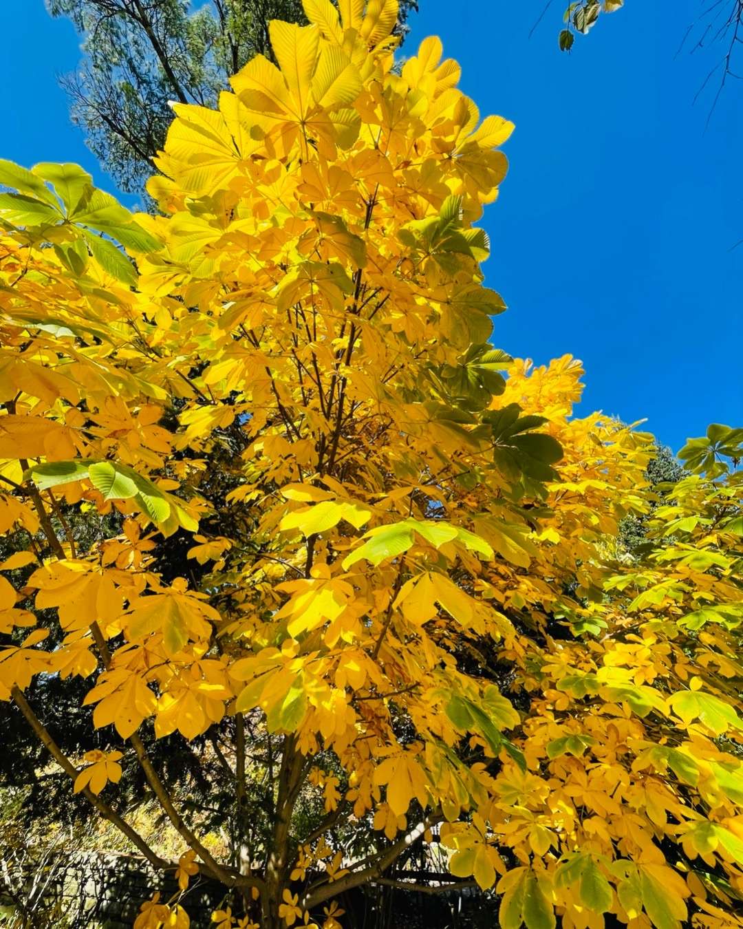 Cos’s Travel Guide