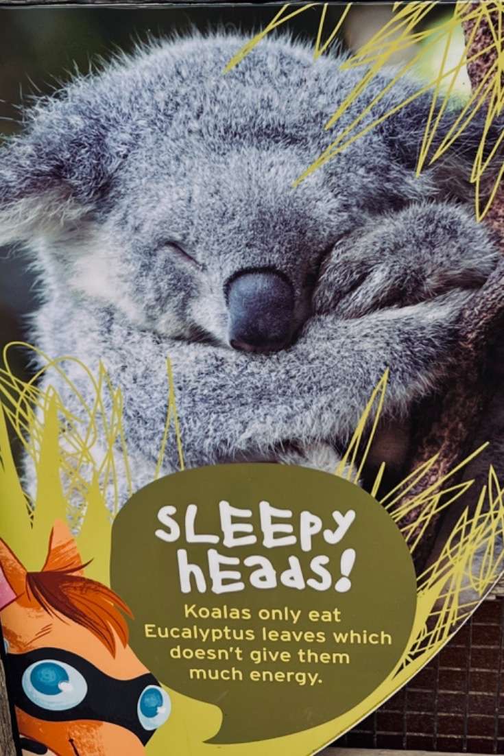 Cos’s Travel Guide