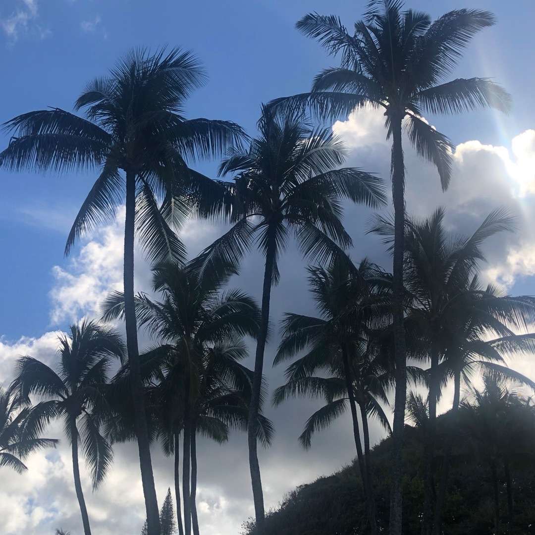 Things you can do in Hawaii for couples Palm trees with clouds
