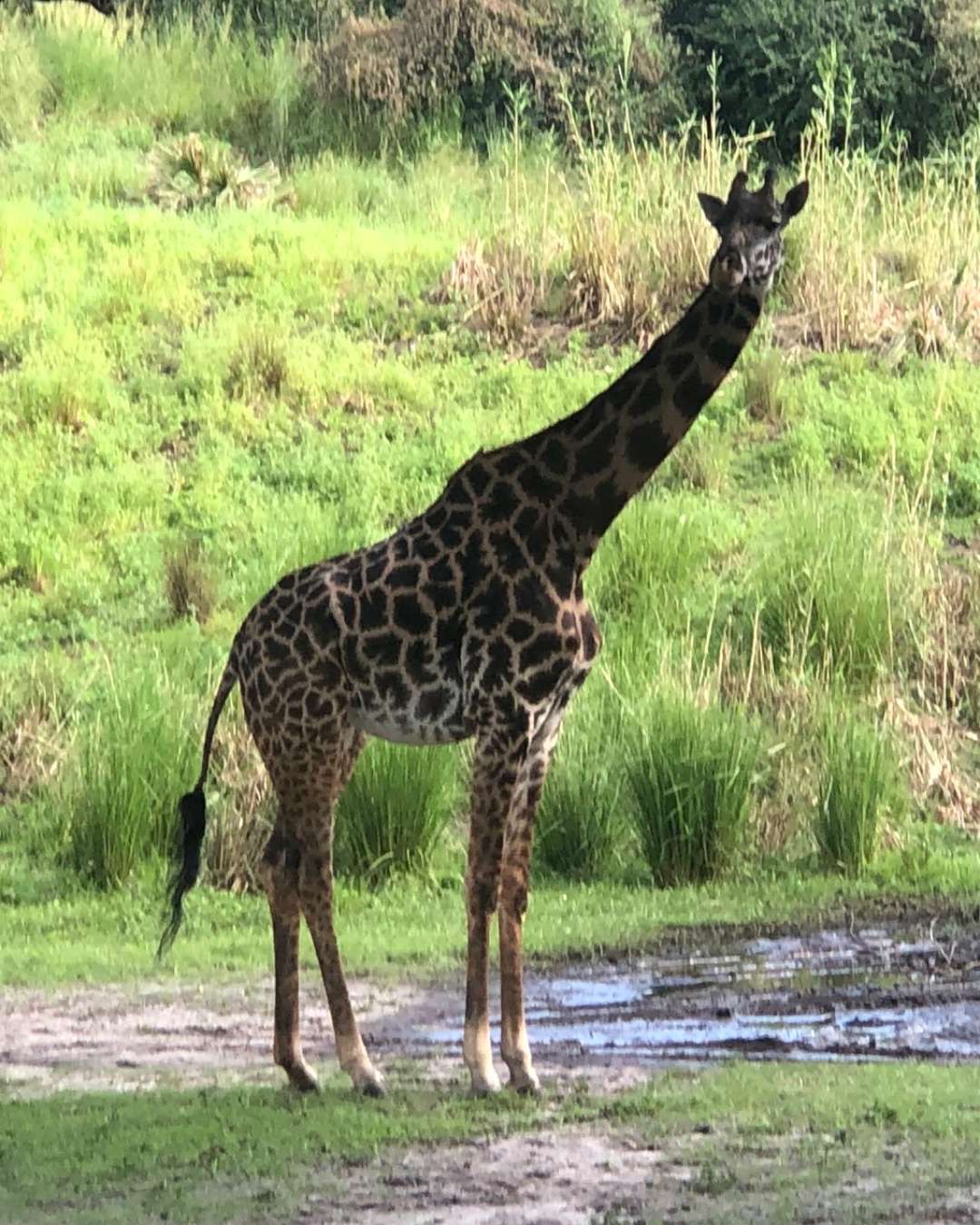 Giraffe