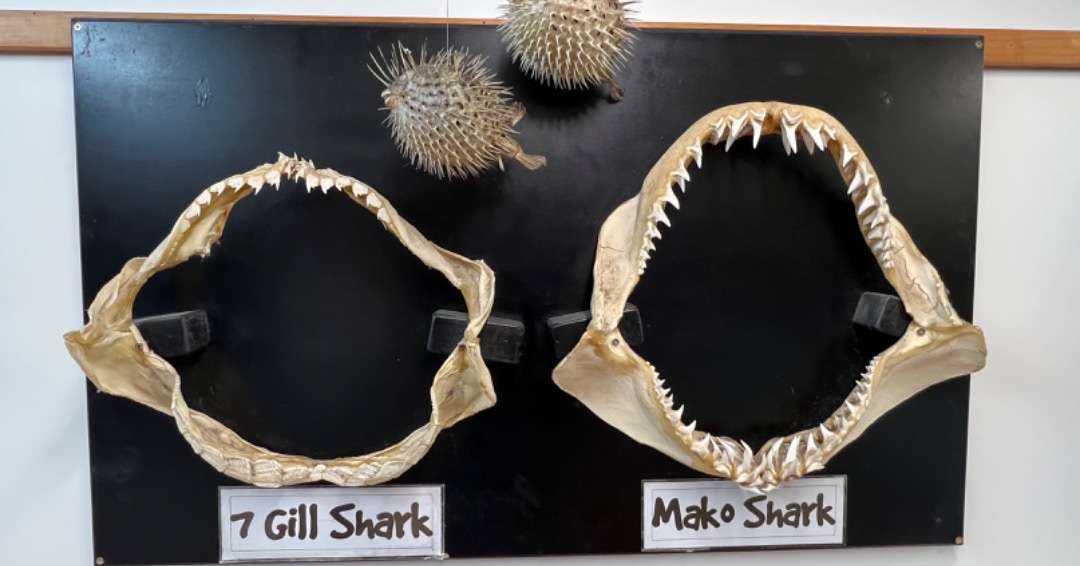 New Zealand Travel Package - Picton Whales teeth