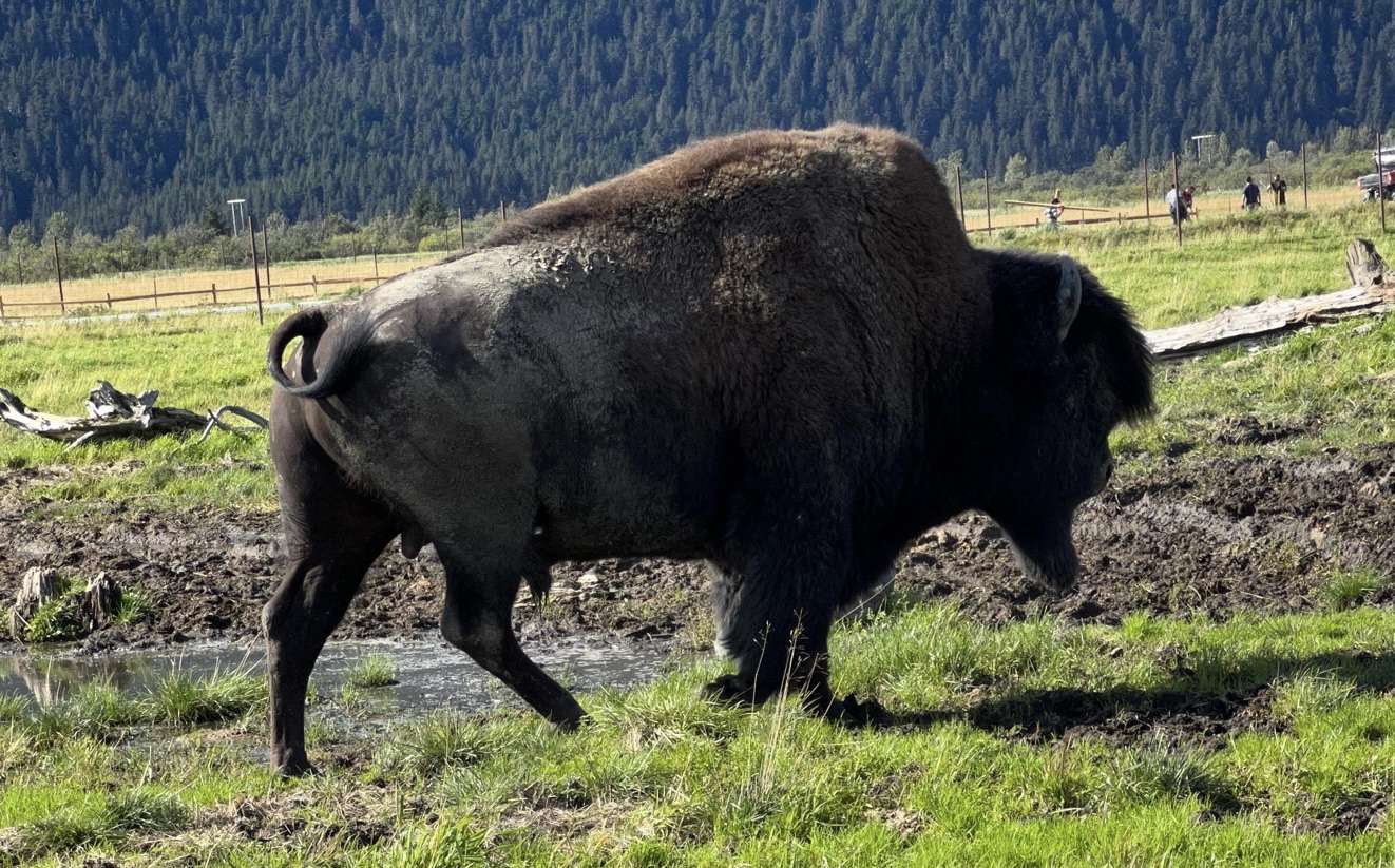 Bison
