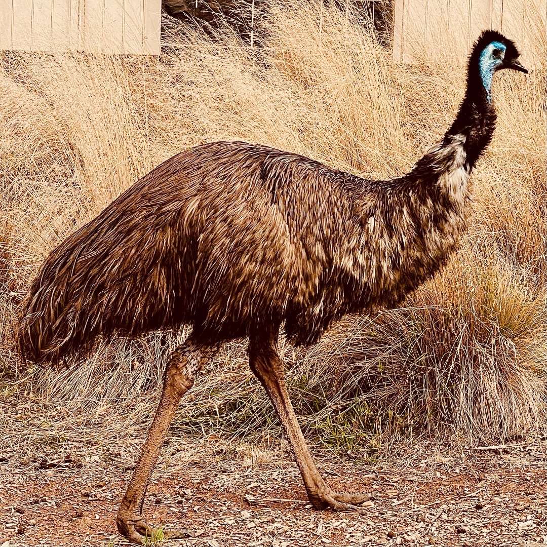 Cos’s Travel Guide