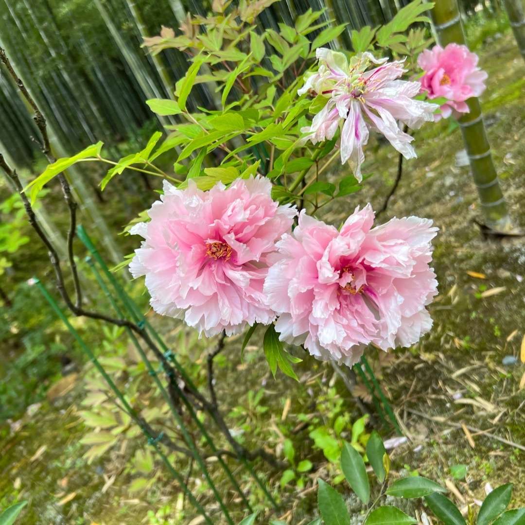 World Botanical Gardens - bamboo forest