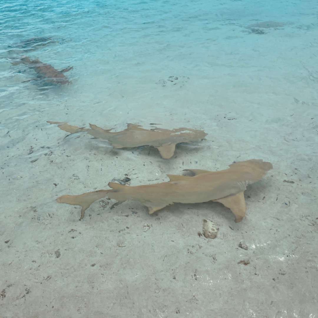 Best Time to Visit French Polynesia lemon sharks