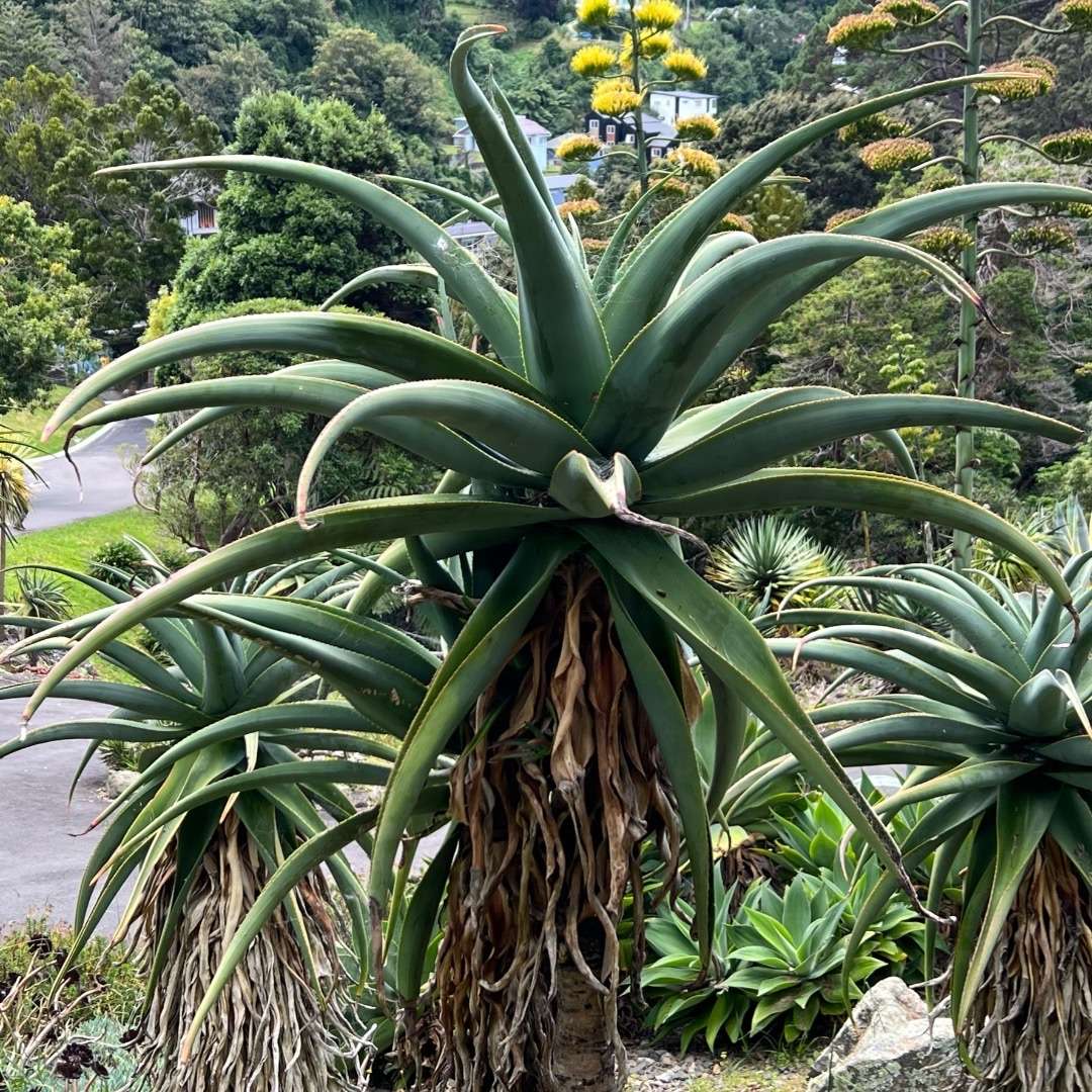 World Botanical Gardens -plant