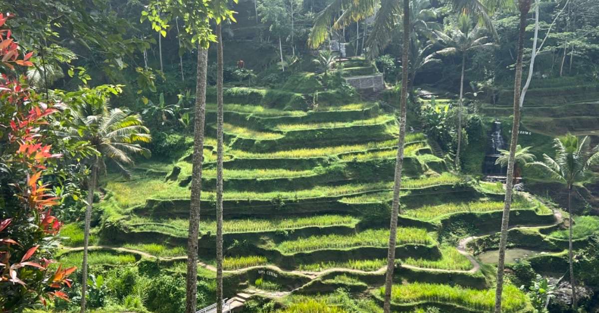 Things to do in Bali Indonesia: Visit Tegallang; The Rice Terraces