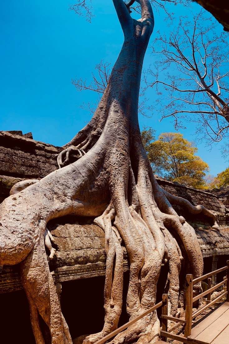 tree growing on the Ta Prohm Temple