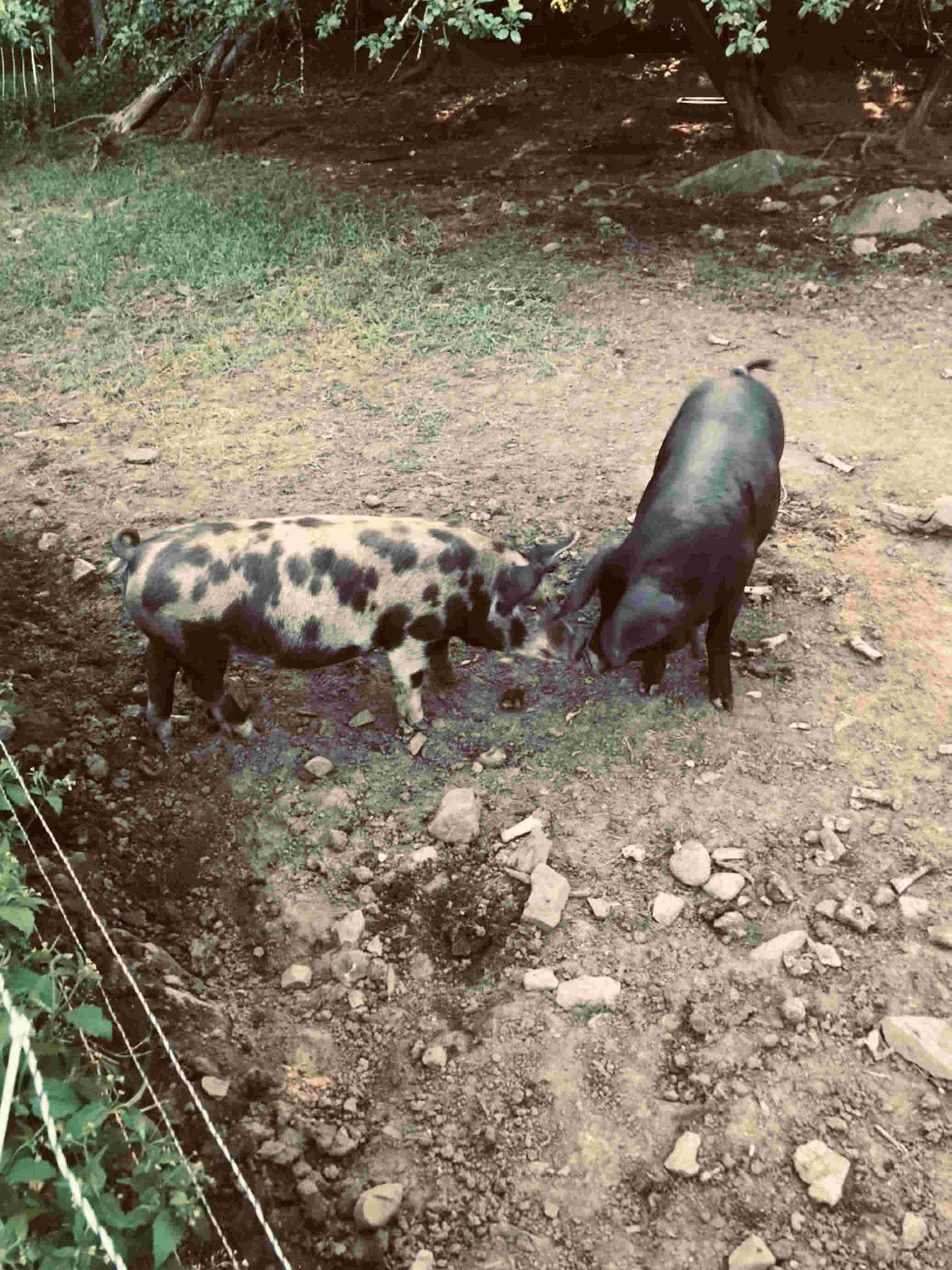 Pigs at one of the Best Restaurants in Rockport Maine, Primo