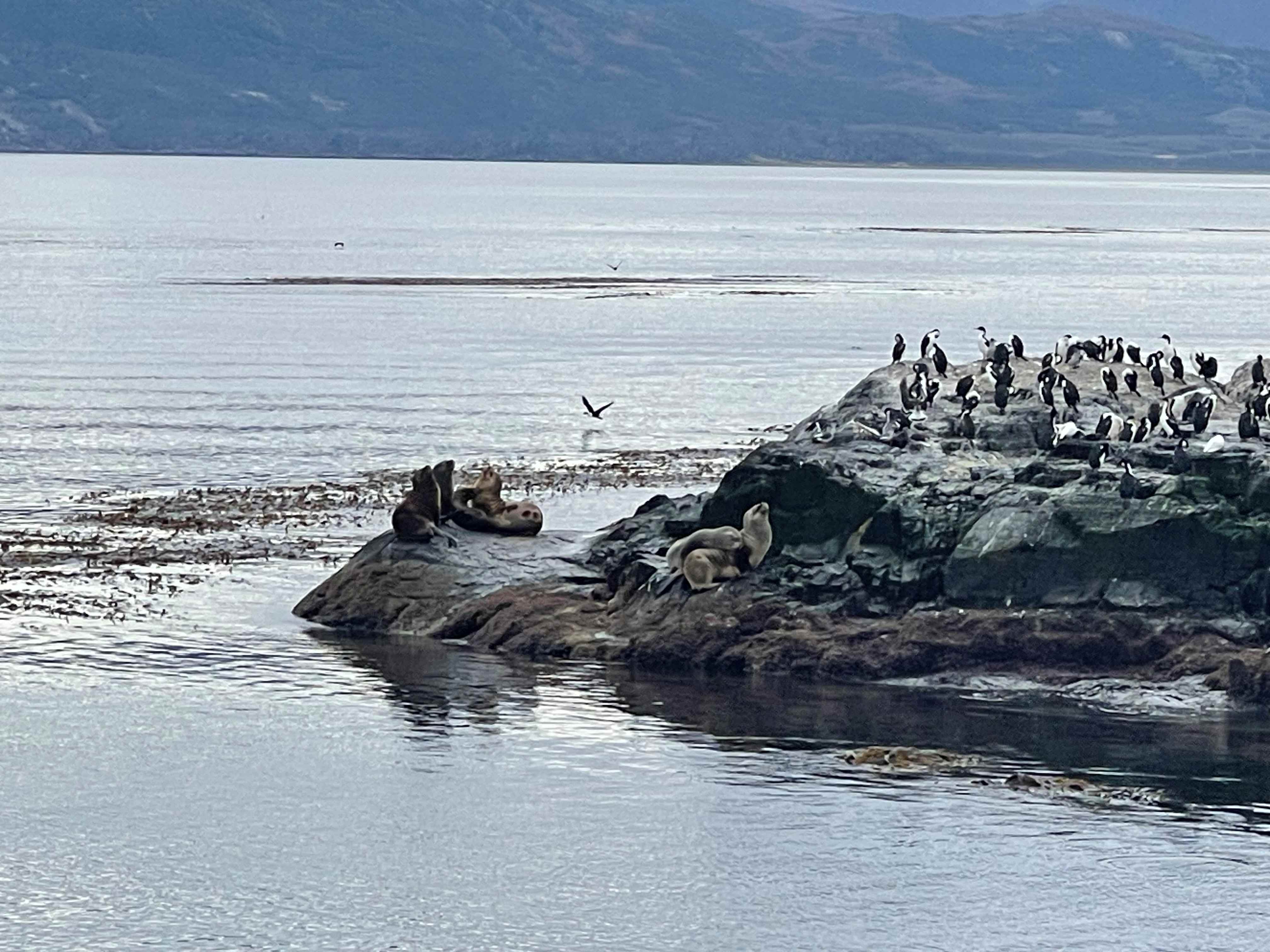 Where to see Penguins in Argentina: Ushuaia end of the world 