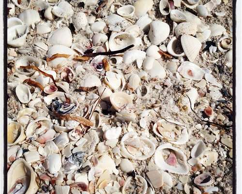 Bonita Springs Airport Sheils at the beach