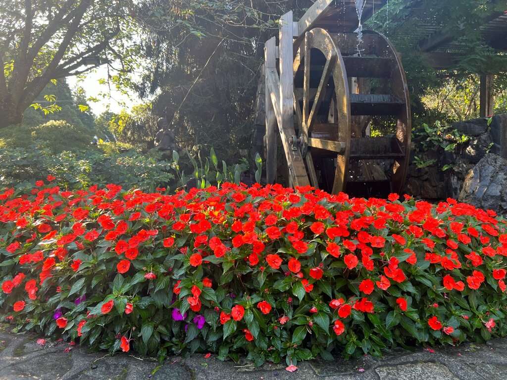 World Botanical Gardens - Picture of flowers in Butchart Garden in front of a water wheel.