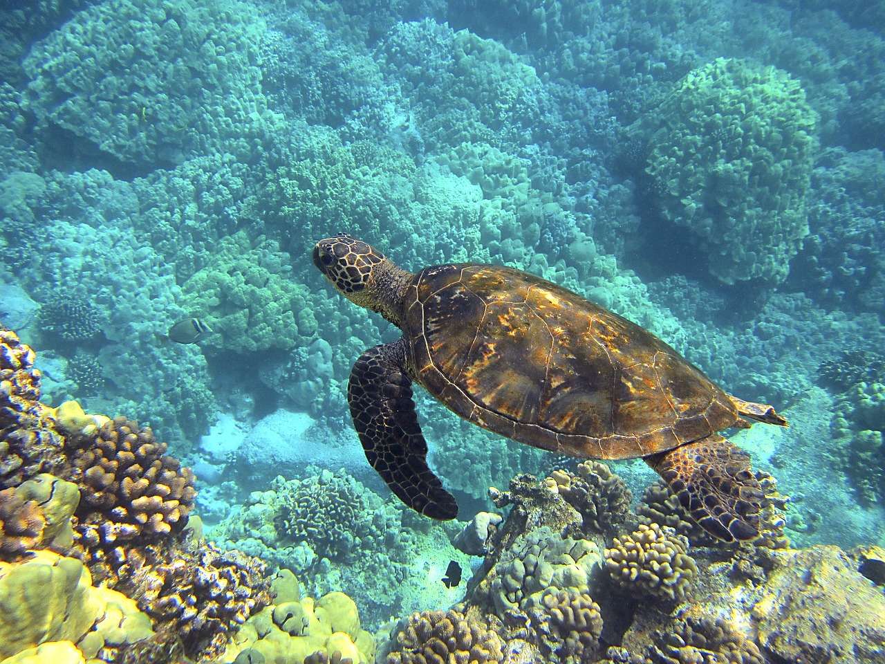 Best 10 Day Hawaii Itinerary Sea Turtles