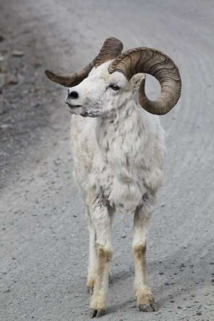 Long horned sheep