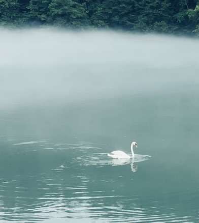 Serene swan swimming in the fog on Lake Zbilje in Slovenia