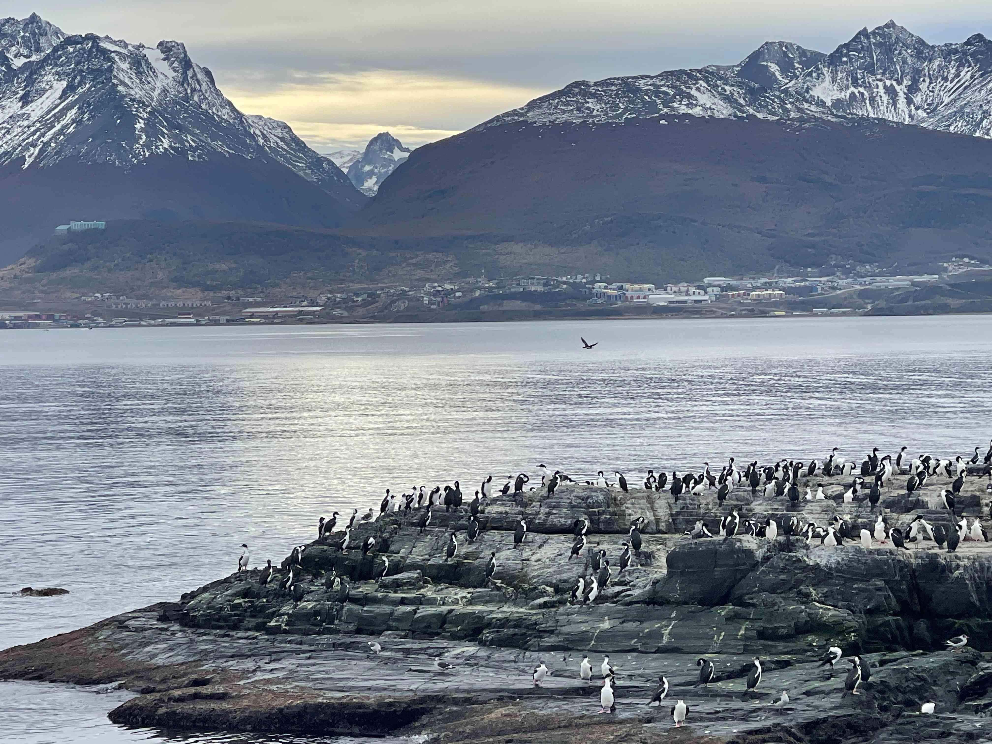 Where to see Penguins in Argentina: Ushuaia end of the world 