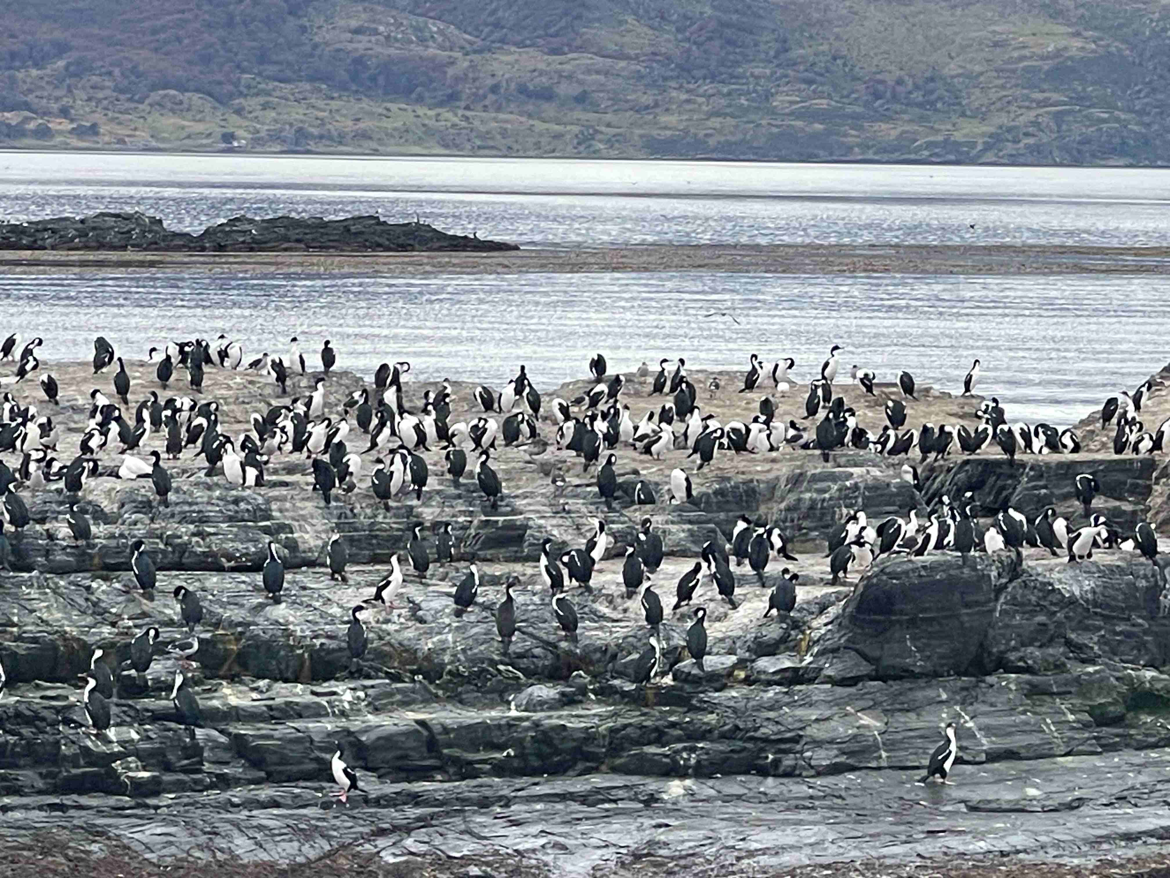 Where to see Penguins in Argentina: Ushuaia end of the world 