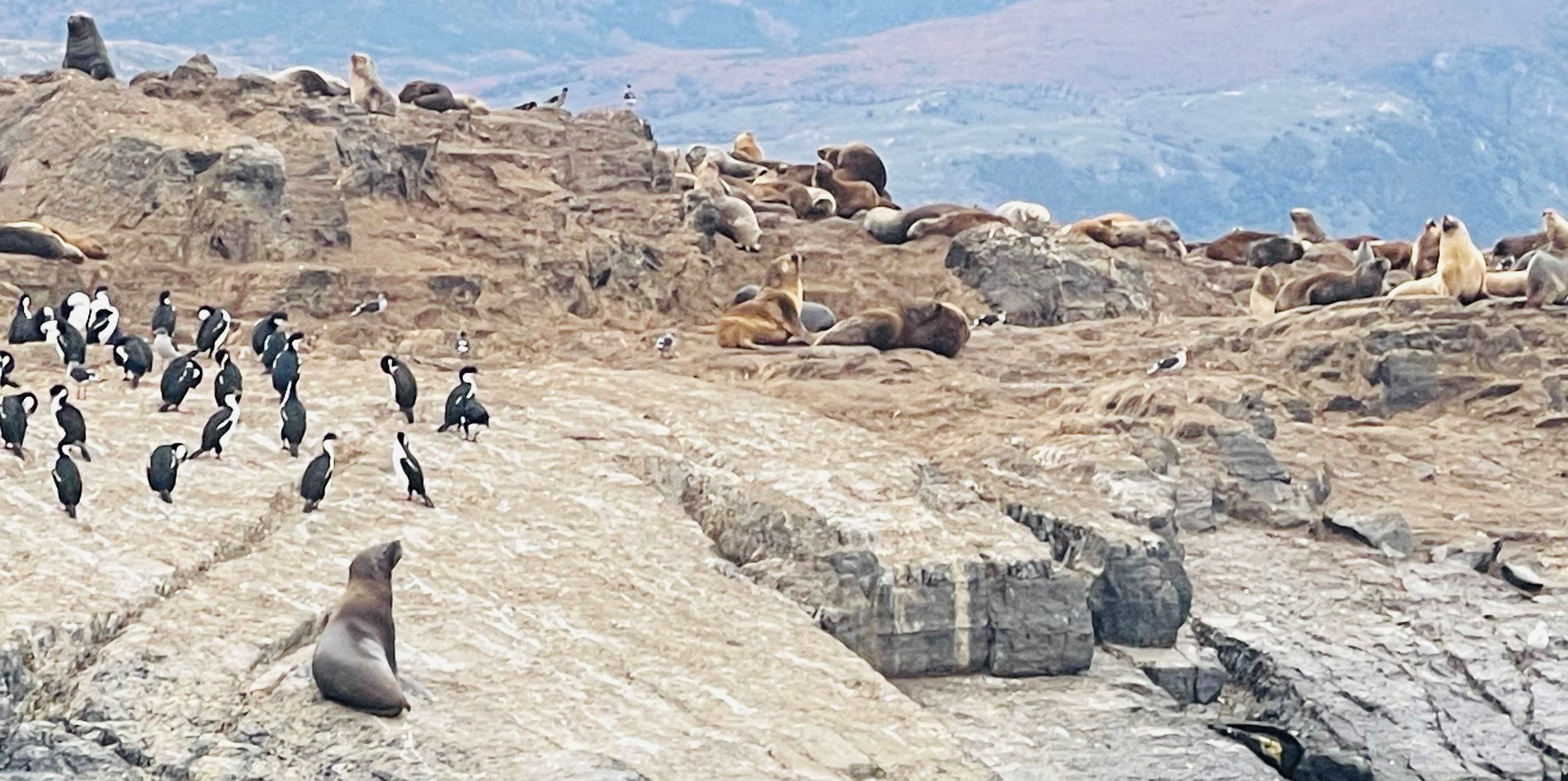 Where to see Penguins in Argentina: Ushuaia end of the world 