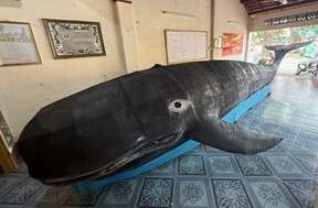 Large whale model displayed indoors on tiled floor.