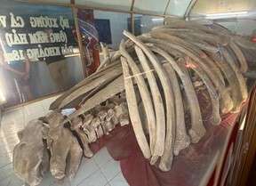 Large whale skeleton displayed in museum exhibit.