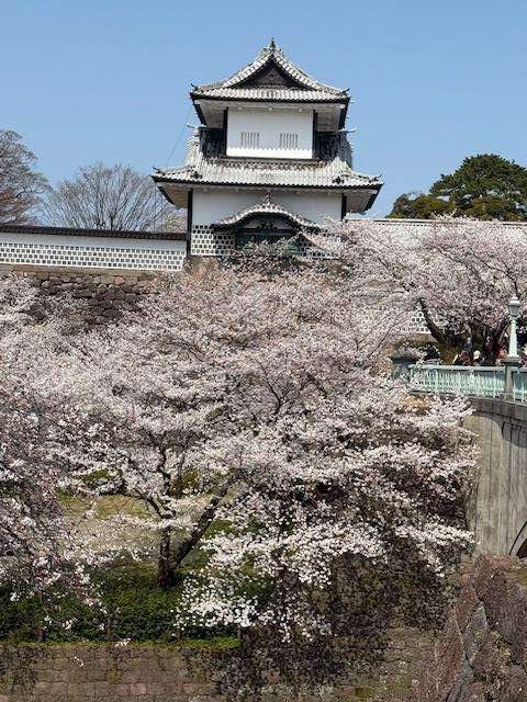 Kanazawa Castle surrounded by Sakura Japan