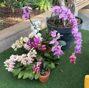 Yeomiji Botanical Garden