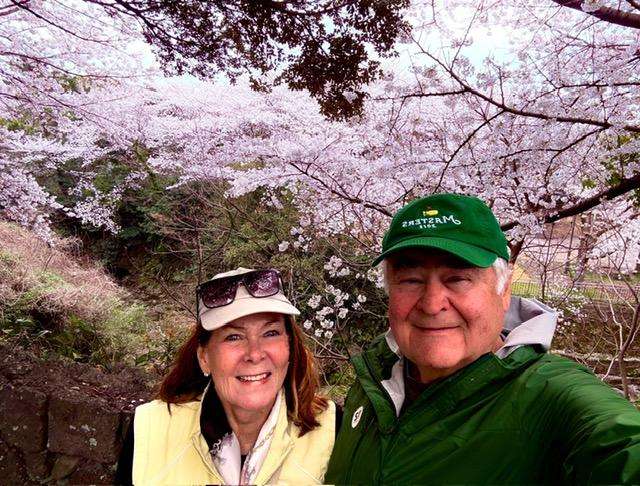What to Do on Jeju Island, South Korea: cherry blossoms, Best time to Visit jeju Island