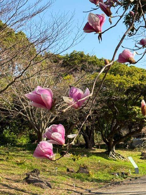 cherry blossoms Best time to Visit Jeju island south Korea, Yeomiji Botanical Garden