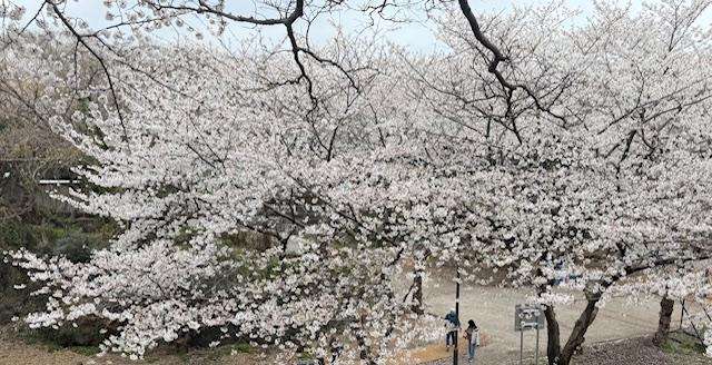 What to Do on Jeju Island, South Korea: cherry blossoms, Best Time to visit jeju island