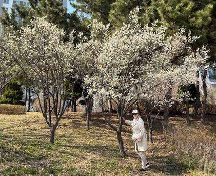 Best Places to Visit in Incheon South Korea - Cherry Blossom Tree
