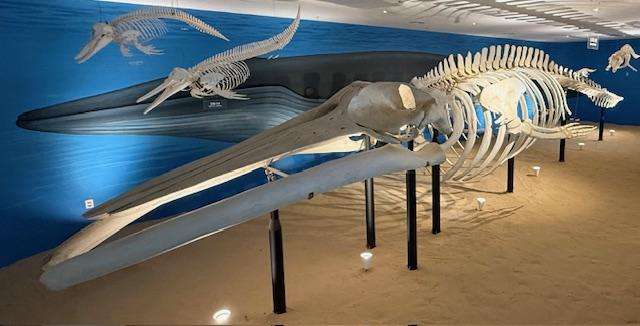 sea animal exhibit