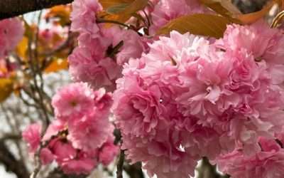 Shikoku 88 Temple Pilgrimage: Tokushima and Kochi Japan