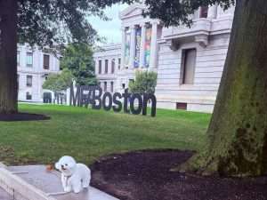 White dog at Boston museum entrance sign, Boston vs New York city