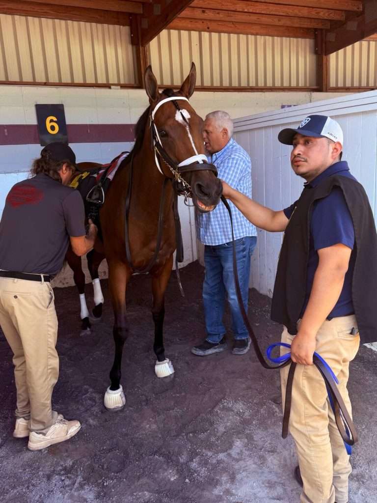 Horse being saddled by three men at stable.
