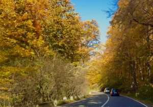 Autumn road through colorful forest scene