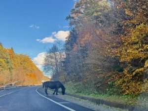 Horse grazing by autumn trees along road