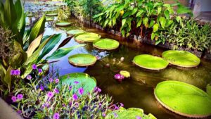 Pond with lilypads and purple flowers.