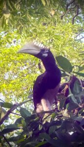 Hornbill bird perched on tree in forest.