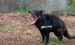 Tasmanian devil roaring in a forest.