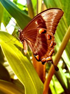 Close-up of butterfly on green leaf.