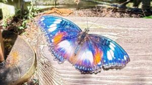 Colorful butterfly resting on wooden surface.