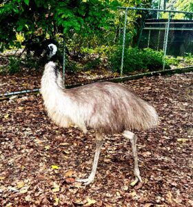 Rhea standing on leafy ground in enclosure.