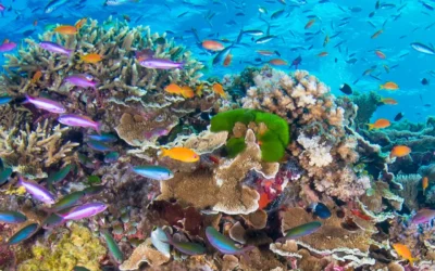 Best Queensland Holidays: Great Barrier Reef Visit