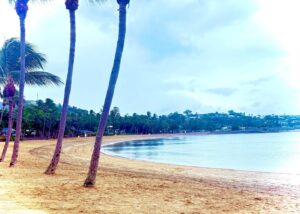 Palm trees lining a sandy beach by the ocean.