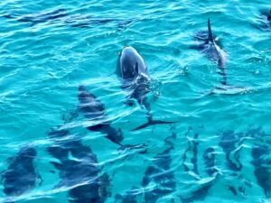 Dolphins swimming in clear blue ocean water.