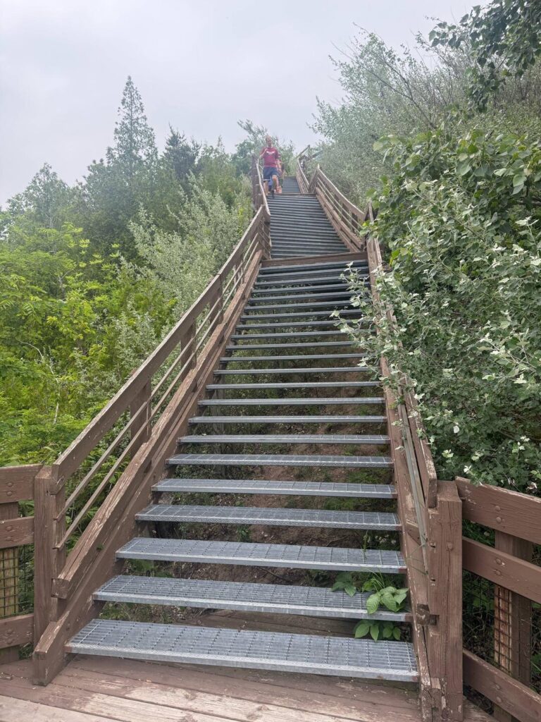 Wooden staircase surrounded by lush green foliage