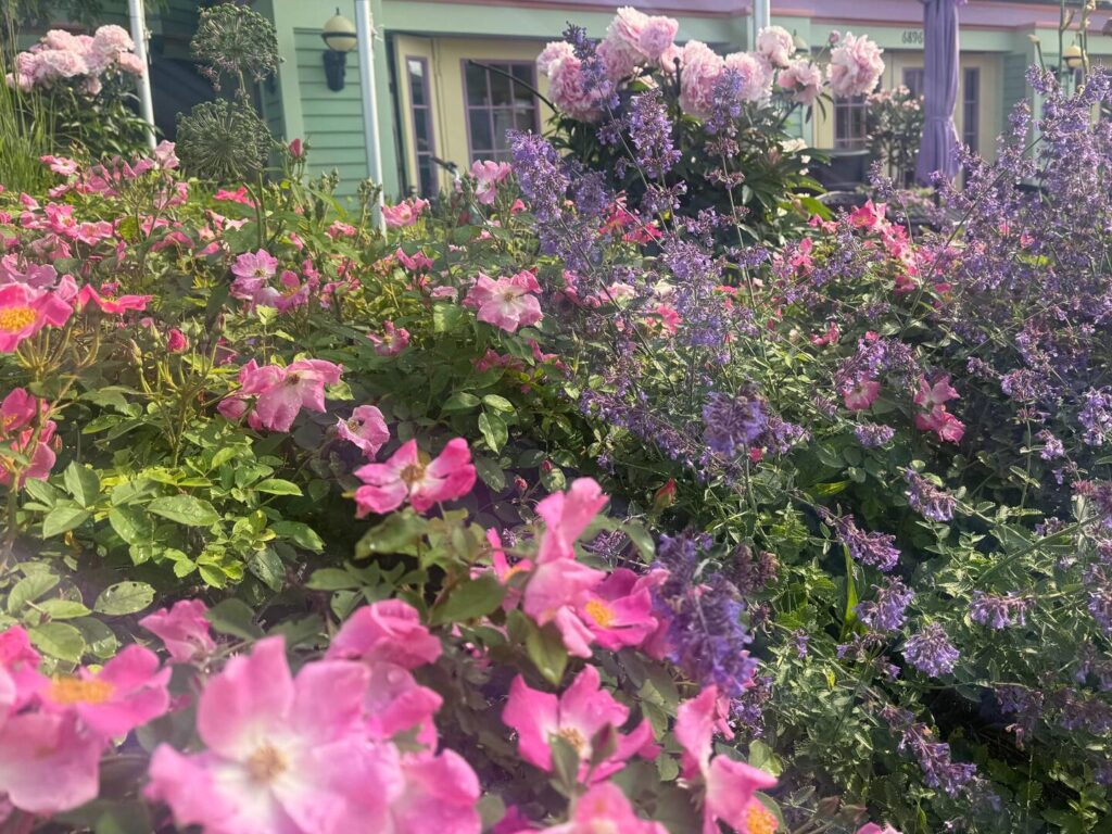 Colorful garden with pink and purple flowers.