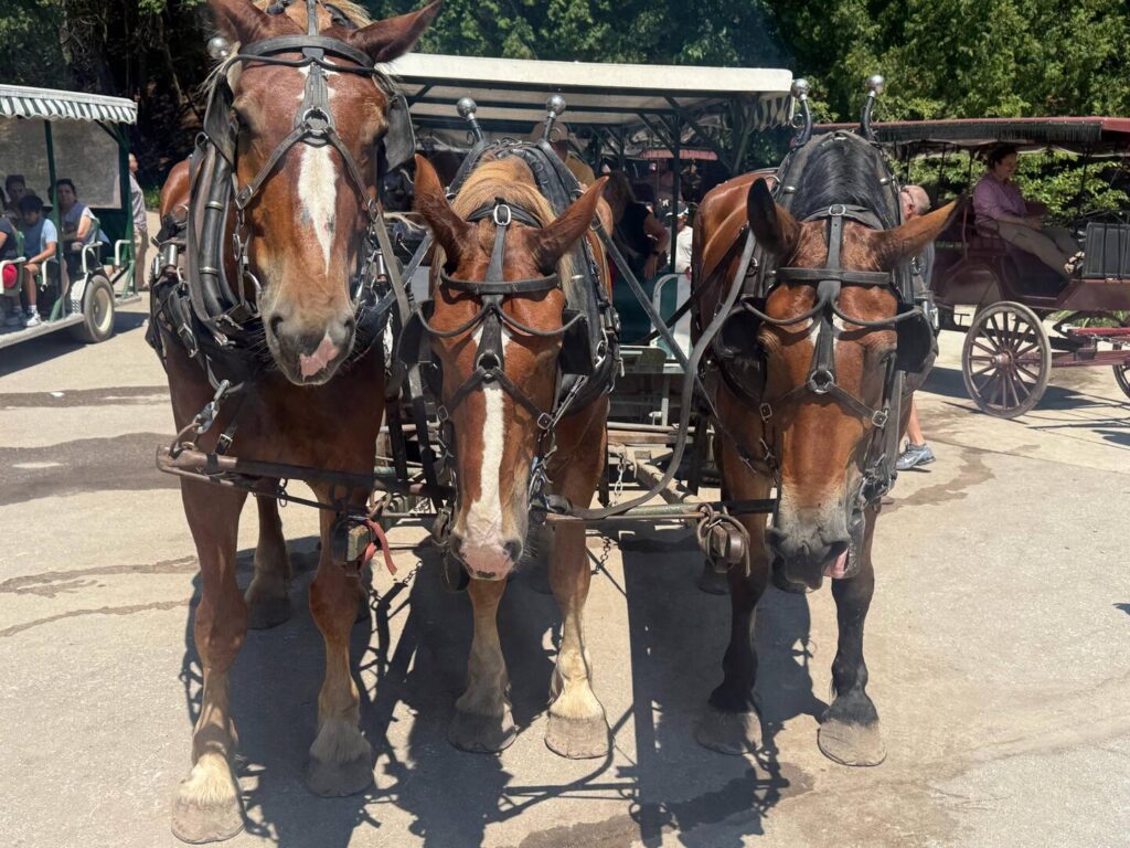 Three horses pulling a carriage in the sun.