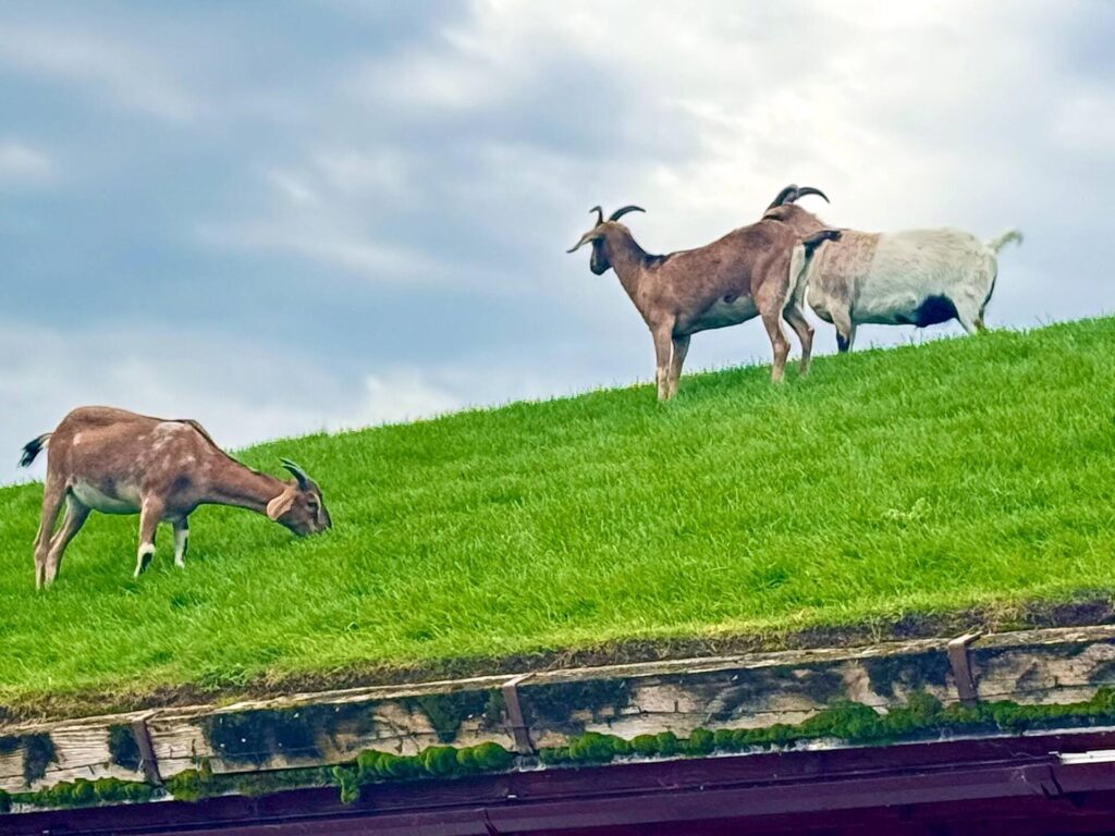 Goats grazing on green roof